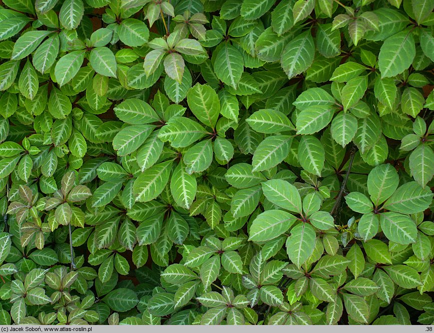 Parthenocissus henryana (winobluszcz domowy)