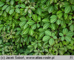 Parthenocissus henryana (winobluszcz domowy)