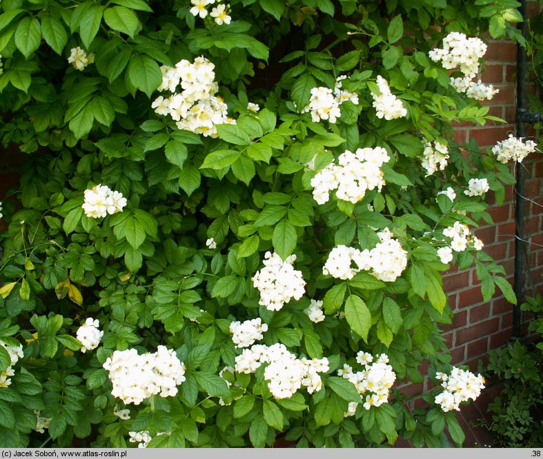 Rosa maximowicziana var. jackii