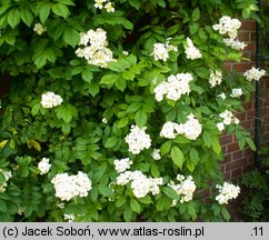 Rosa maximowicziana var. jackii