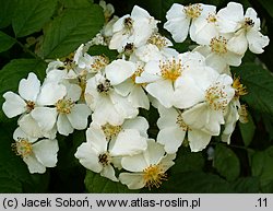 Rosa maximowicziana var. jackii