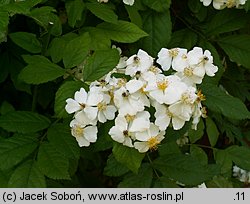 Rosa maximowicziana var. jackii