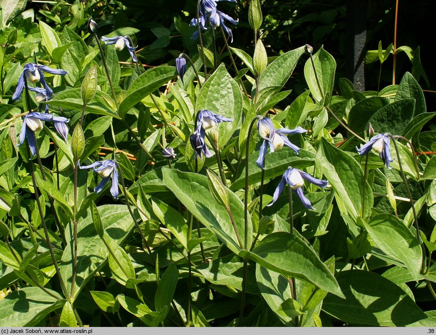 Clematis integrifolia (powojnik całolistny)