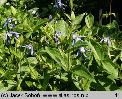 Clematis integrifolia (powojnik całolistny)