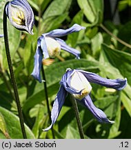 Clematis integrifolia (powojnik całolistny)