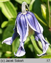 Clematis integrifolia (powojnik całolistny)