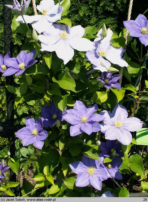 Clematis lanuginosa (powojnik wełnisty)