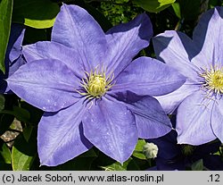 Clematis lanuginosa (powojnik wełnisty)