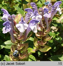 Scutellaria alpina (tarczyca alpejska)