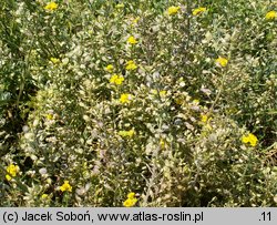 Alyssum repens (smagliczka płożąca)