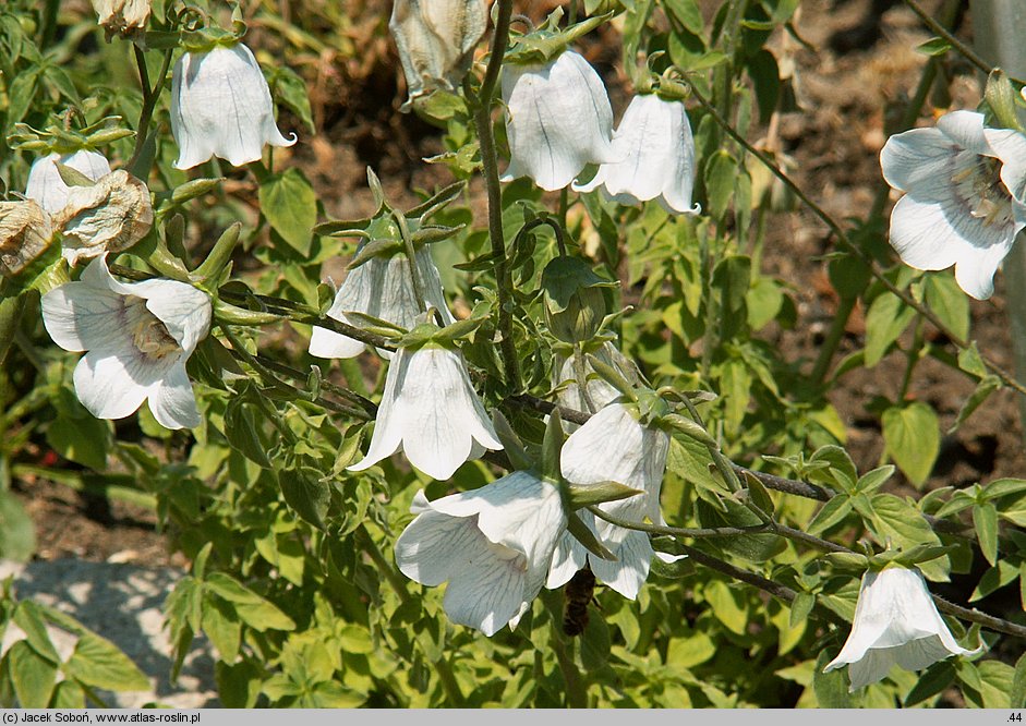 Codonopsis clematidea (dzwonkowiec powojnikowaty)