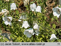 Codonopsis clematidea (dzwonkowiec powojnikowaty)