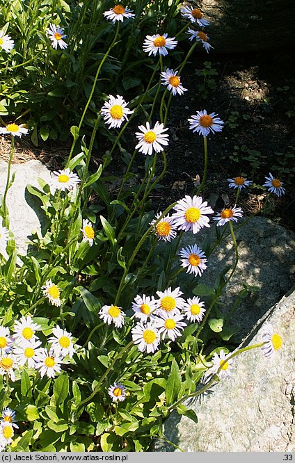 Aster tongolensis