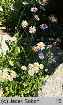 Aster tongolensis