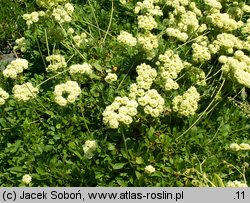 Eriogonum umbellatum (pokoślin baldaszkowaty)