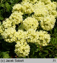 Eriogonum umbellatum (pokoślin baldaszkowaty)