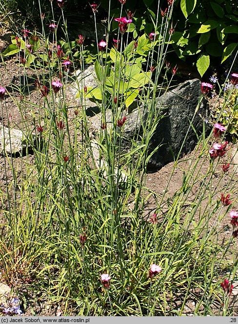 Dianthus giganteus (goździk olbrzymi)