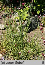 Dianthus giganteus (goździk olbrzymi)