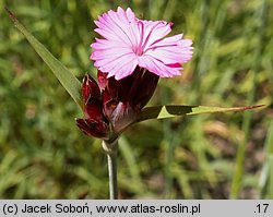 Dianthus giganteus (goździk olbrzymi)