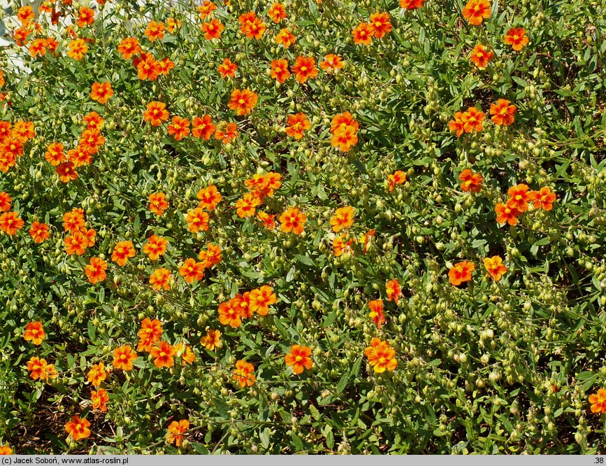 Helianthemum ×hybridum (posłonek ogrodowy)