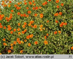 Helianthemum ×hybridum (posłonek ogrodowy)