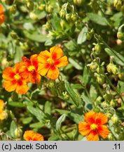 Helianthemum ×hybridum (posłonek ogrodowy)