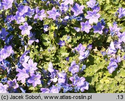 Campanula Birch Hybrid