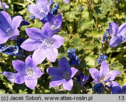 Campanula Birch Hybrid