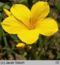 Linum campanulatum (len dzwonkowaty)