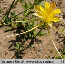 Aquilegia chaplinei