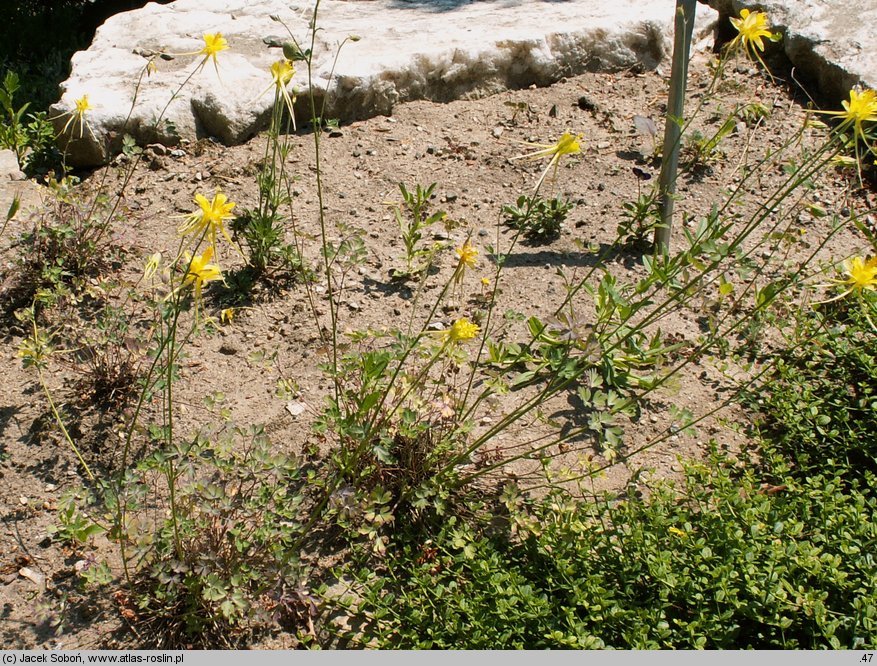 Aquilegia chaplinei