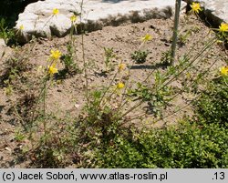 Aquilegia chaplinei