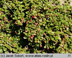 Cotoneaster procumbens Streib's Findling