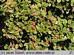 Cotoneaster procumbens Streib's Findling