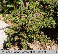 Cotoneaster microphyllus (irga drobnolistna)