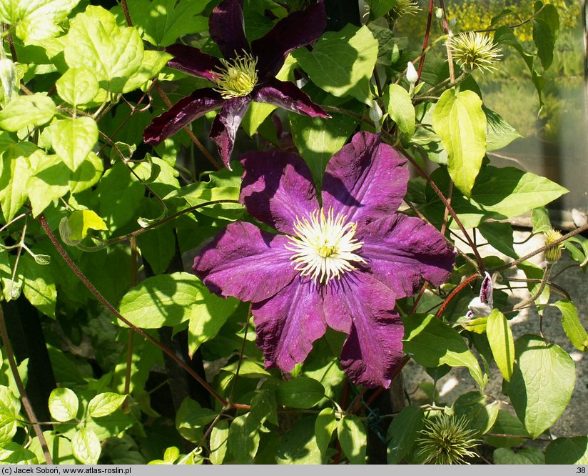 Clematis Warszawska Nike