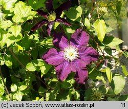 Clematis Warszawska Nike