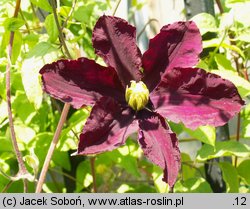 Clematis Warszawska Nike