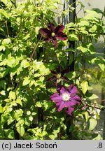 Clematis Warszawska Nike