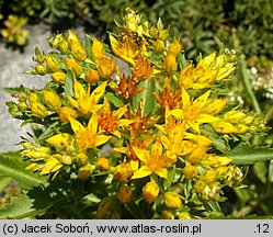 Phedimus aizoon (rozchodnik gruby)