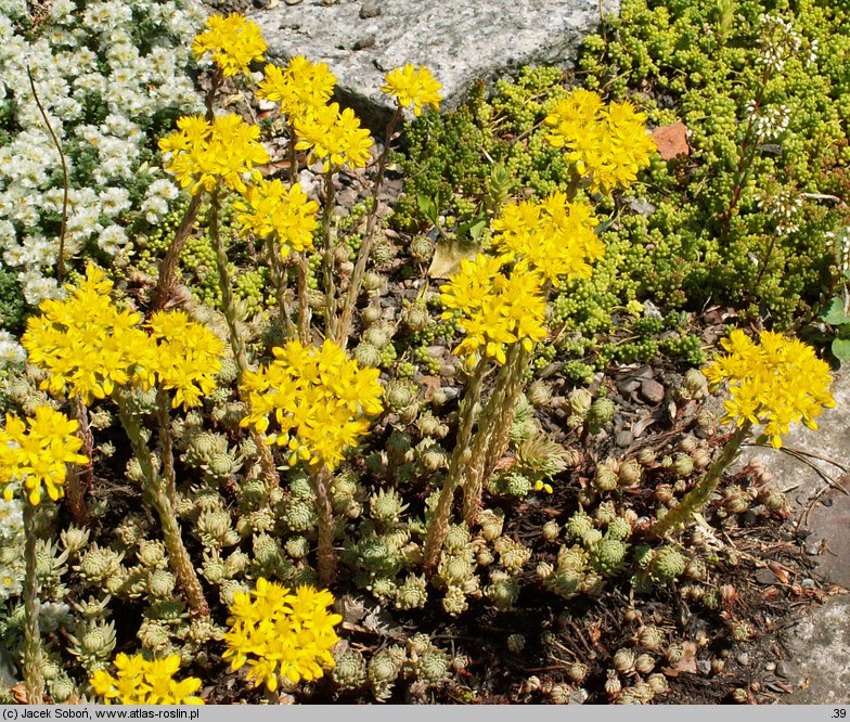 Petrosedum forsterianum (rozchodnik Forstera)