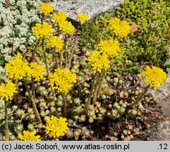 Petrosedum forsterianum (rozchodnik Forstera)