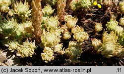 Petrosedum forsterianum (rozchodnik Forstera)