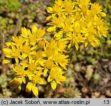 Petrosedum forsterianum (rozchodnik Forstera)