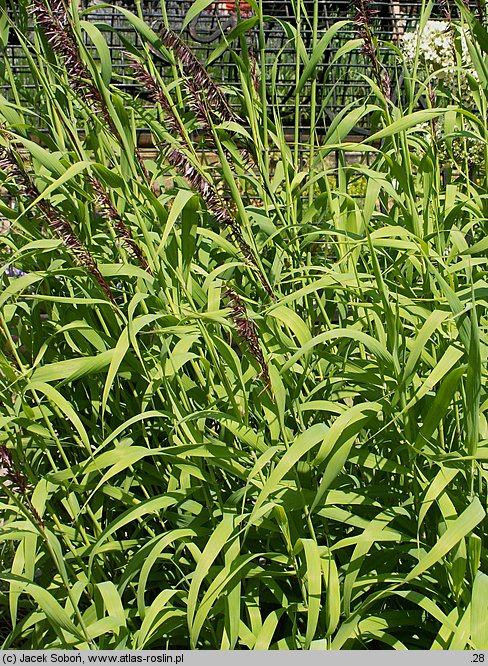 Melica altissima (perłówka wyniosła)