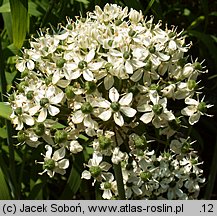 Allium nigrum (czosnek osobliwy)