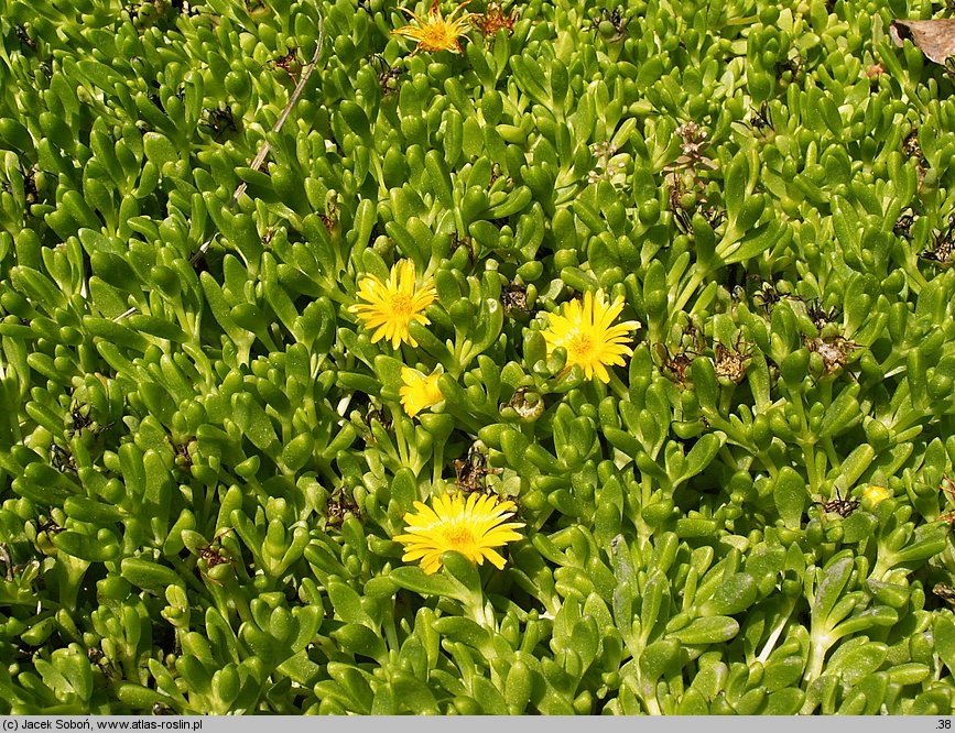 Delosperma deschampsii