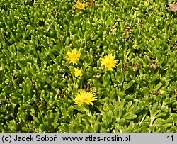 Delosperma deschampsii