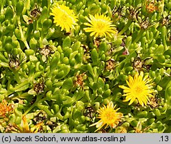 Delosperma deschampsii