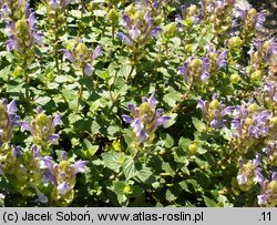 Scutellaria alpina (tarczyca alpejska)